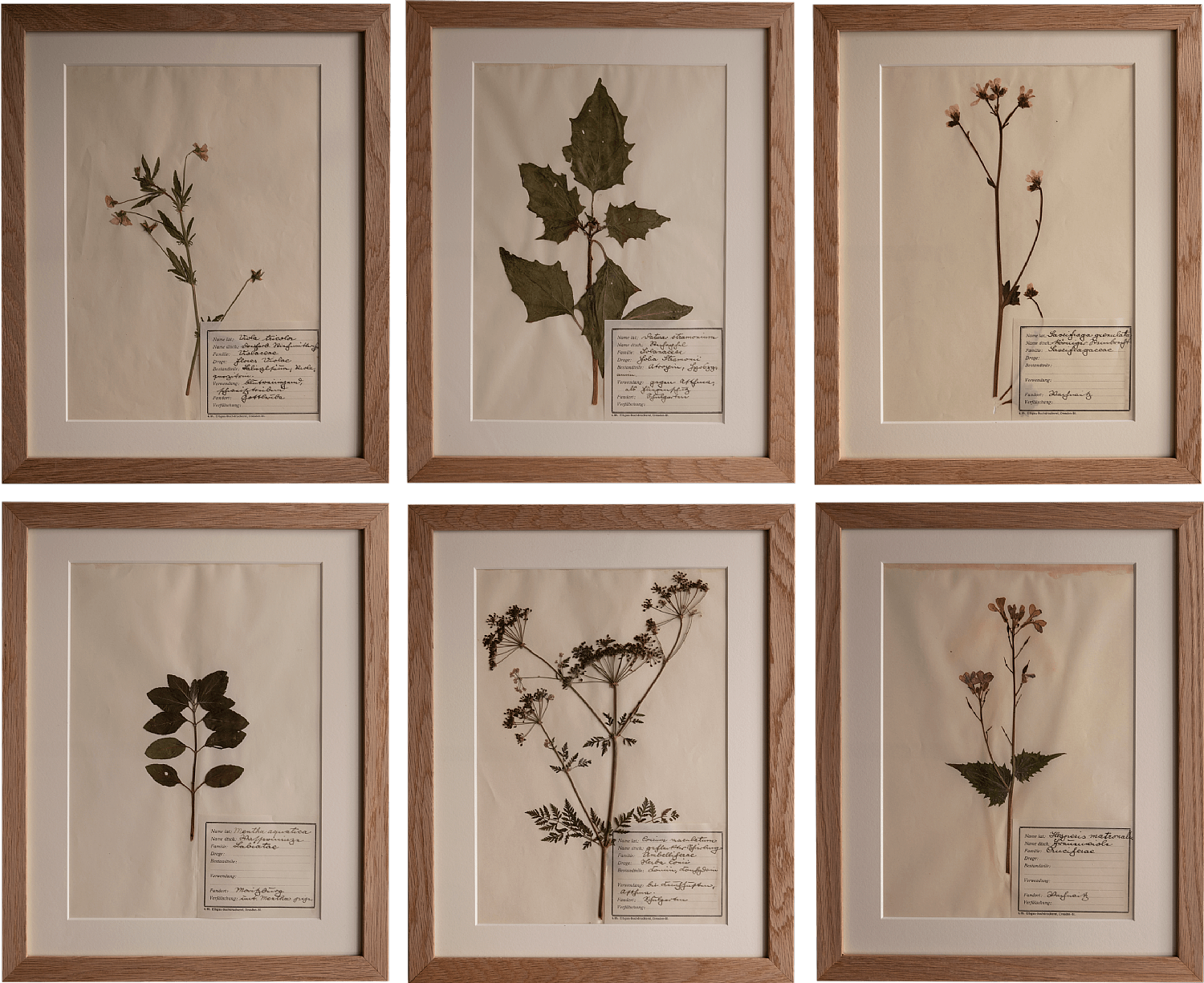 Set of 6 Moritzburg Herbariums